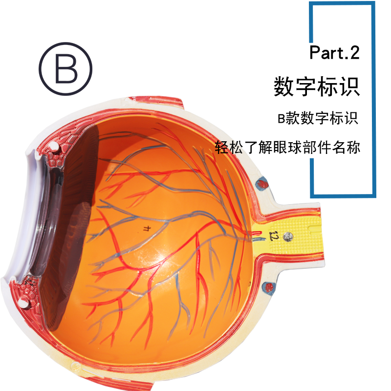 眼球儀2.png